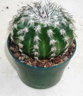 discocactus_insignis